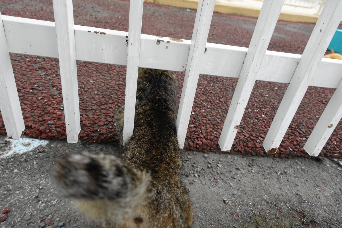 f:id:shigeo-t:20200726103357j:plain f:id:shigeo-t:20200726103357j:plain