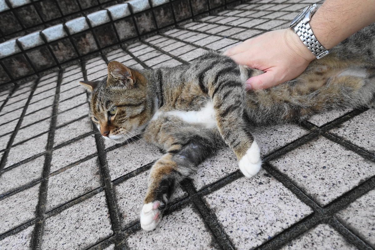 f:id:shigeo-t:20200730105041j:plain f:id:shigeo-t:20200730105041j:plain