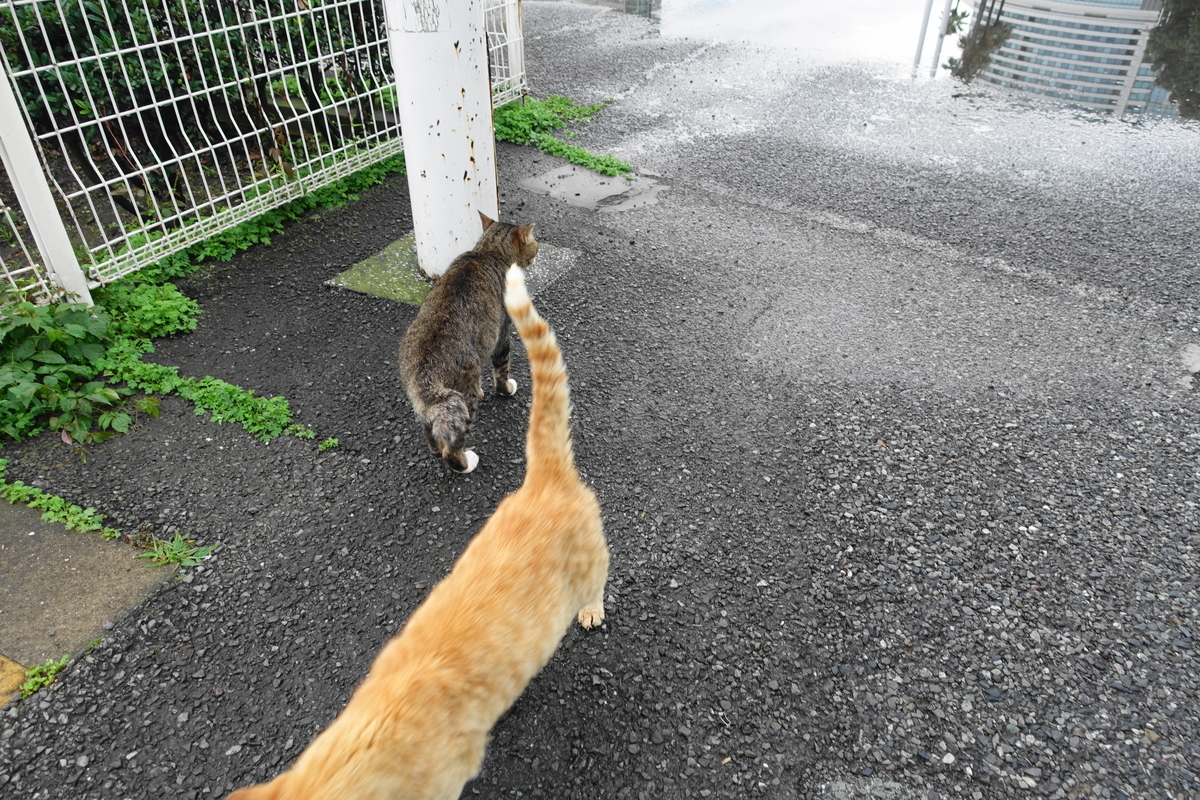 f:id:shigeo-t:20200730105419j:plain f:id:shigeo-t:20200730105419j:plain