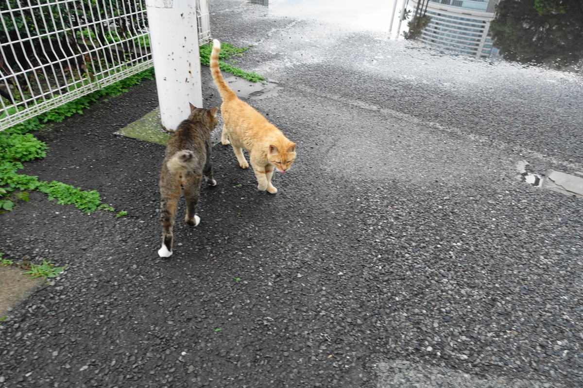 f:id:shigeo-t:20200730105434j:plain f:id:shigeo-t:20200730105434j:plain
