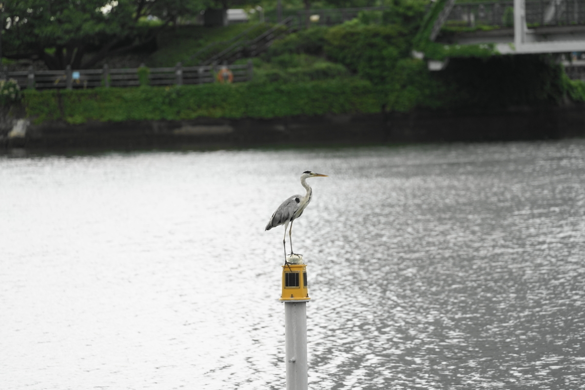 f:id:shigeo-t:20200730110318j:plain f:id:shigeo-t:20200730110318j:plain
