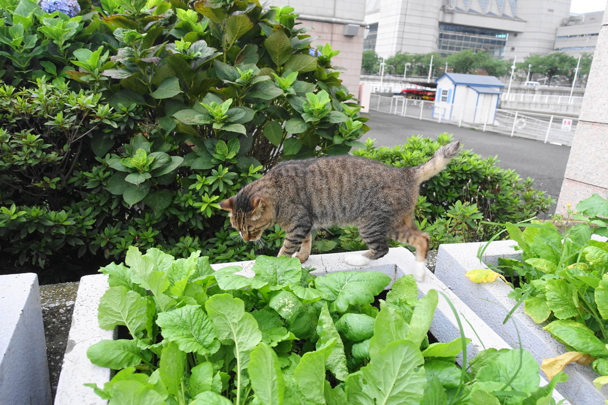 f:id:shigeo-t:20200802104724j:plain f:id:shigeo-t:20200802104724j:plain