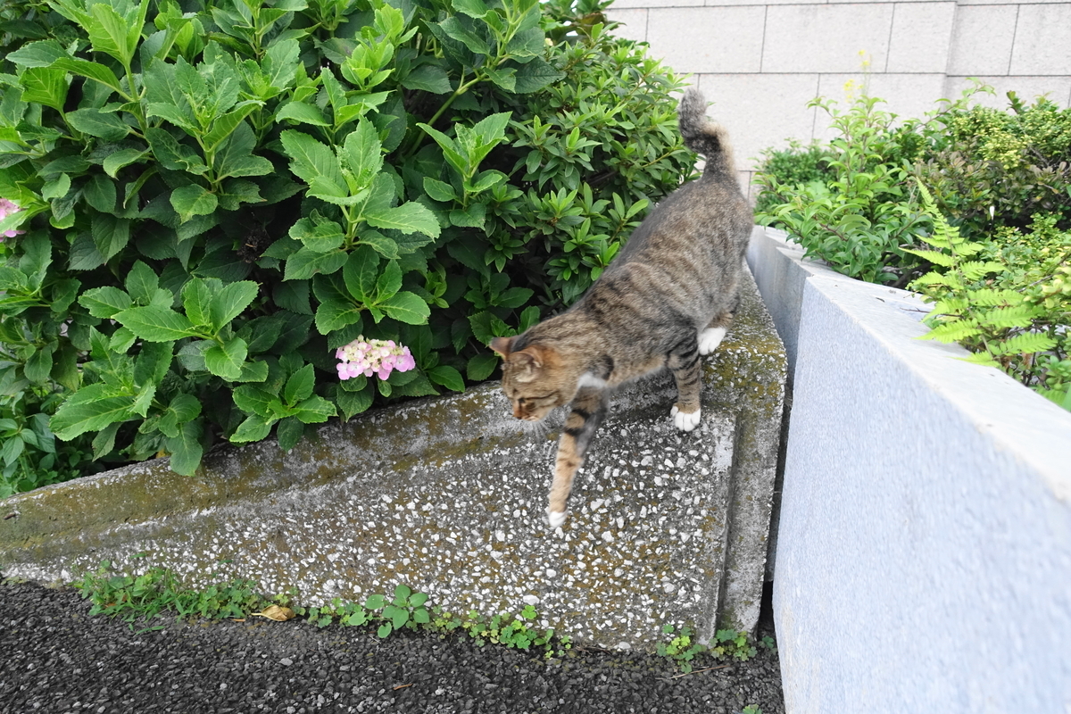 f:id:shigeo-t:20200802104757j:plain f:id:shigeo-t:20200802104757j:plain
