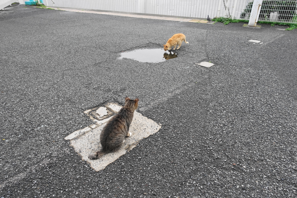 f:id:shigeo-t:20200802105450j:plain f:id:shigeo-t:20200802105450j:plain