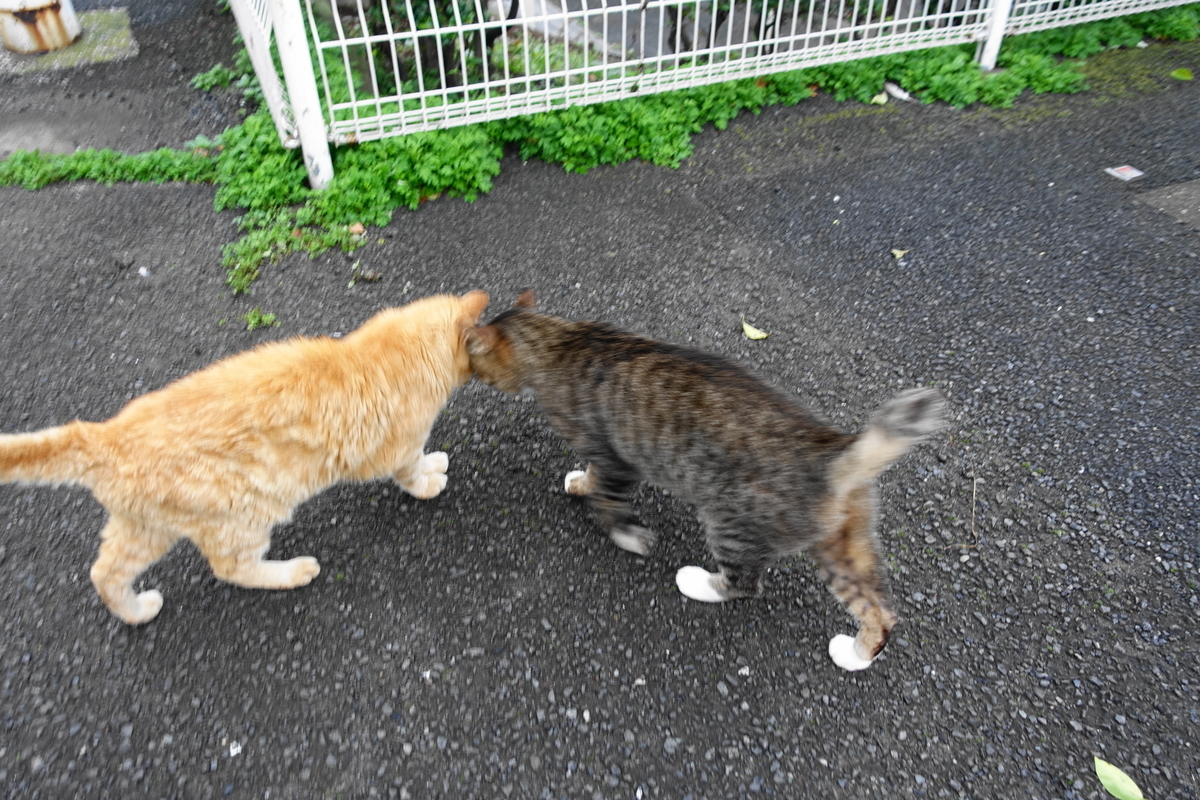 f:id:shigeo-t:20200802105816j:plain f:id:shigeo-t:20200802105816j:plain