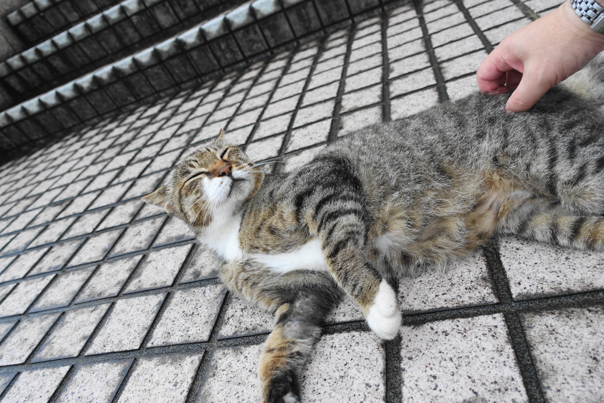 f:id:shigeo-t:20200802110106j:plain f:id:shigeo-t:20200802110106j:plain