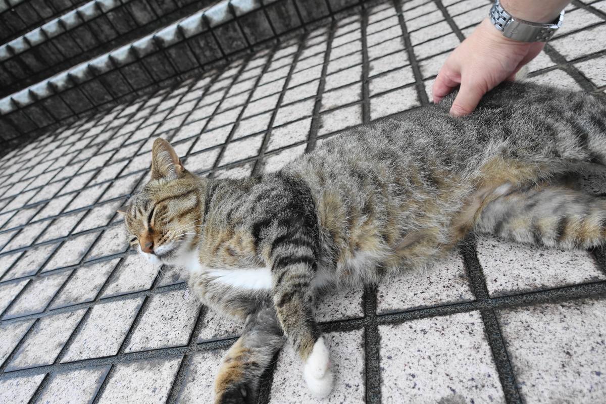 f:id:shigeo-t:20200802110109j:plain f:id:shigeo-t:20200802110109j:plain