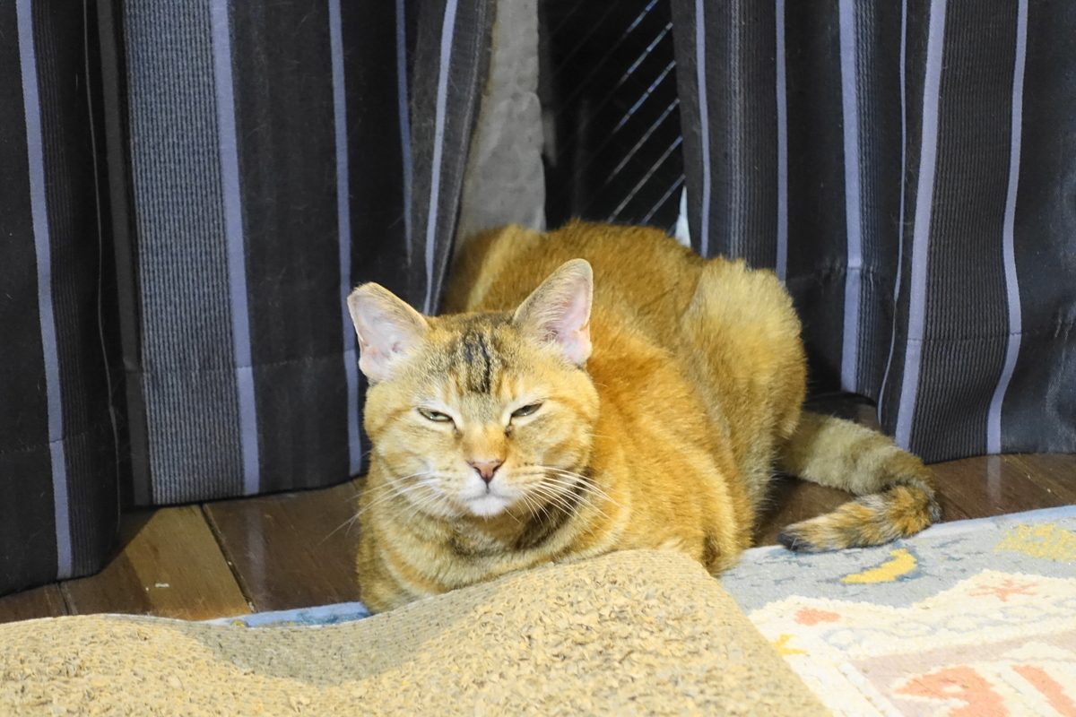 f:id:shigeo-t:20200807084843j:plain