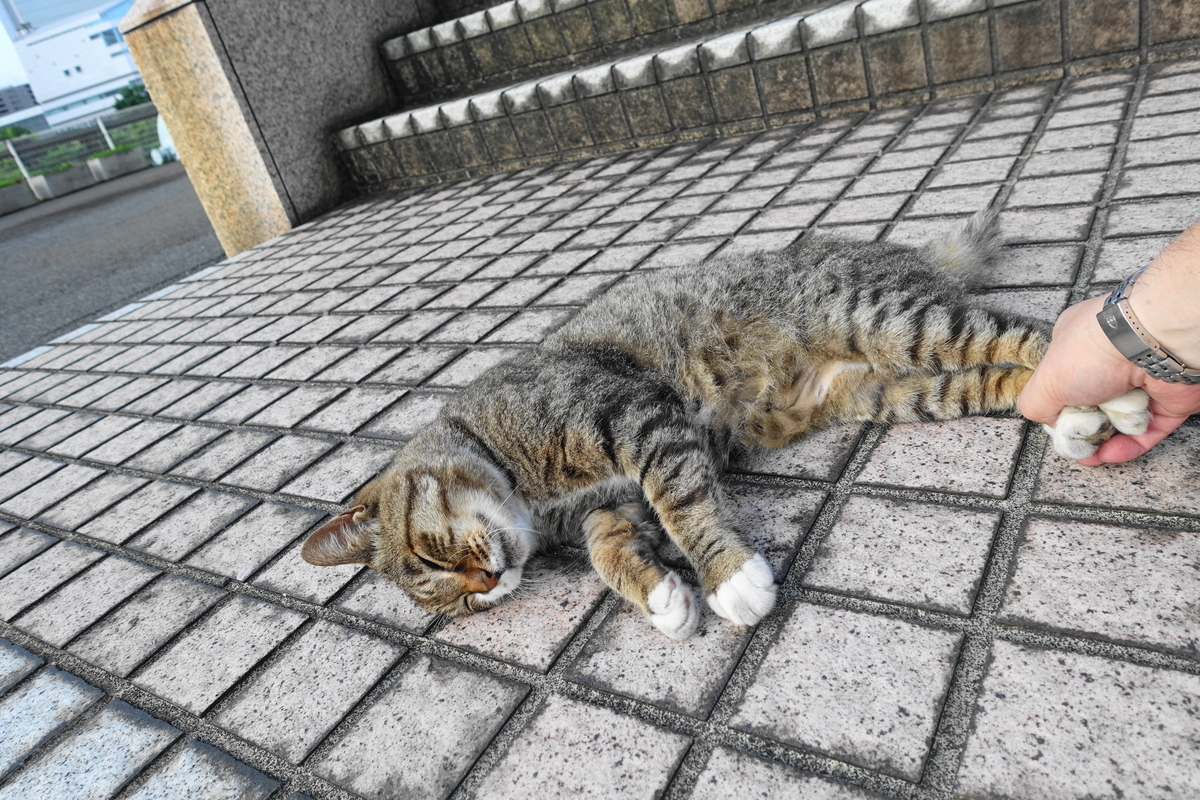 f:id:shigeo-t:20200809105230j:plain f:id:shigeo-t:20200809105230j:plain