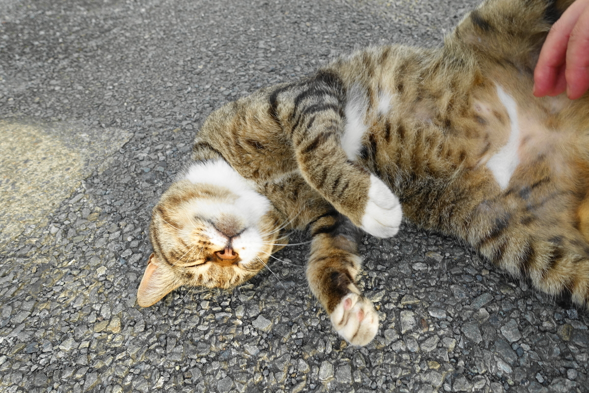 f:id:shigeo-t:20200809110657j:plain f:id:shigeo-t:20200809110657j:plain