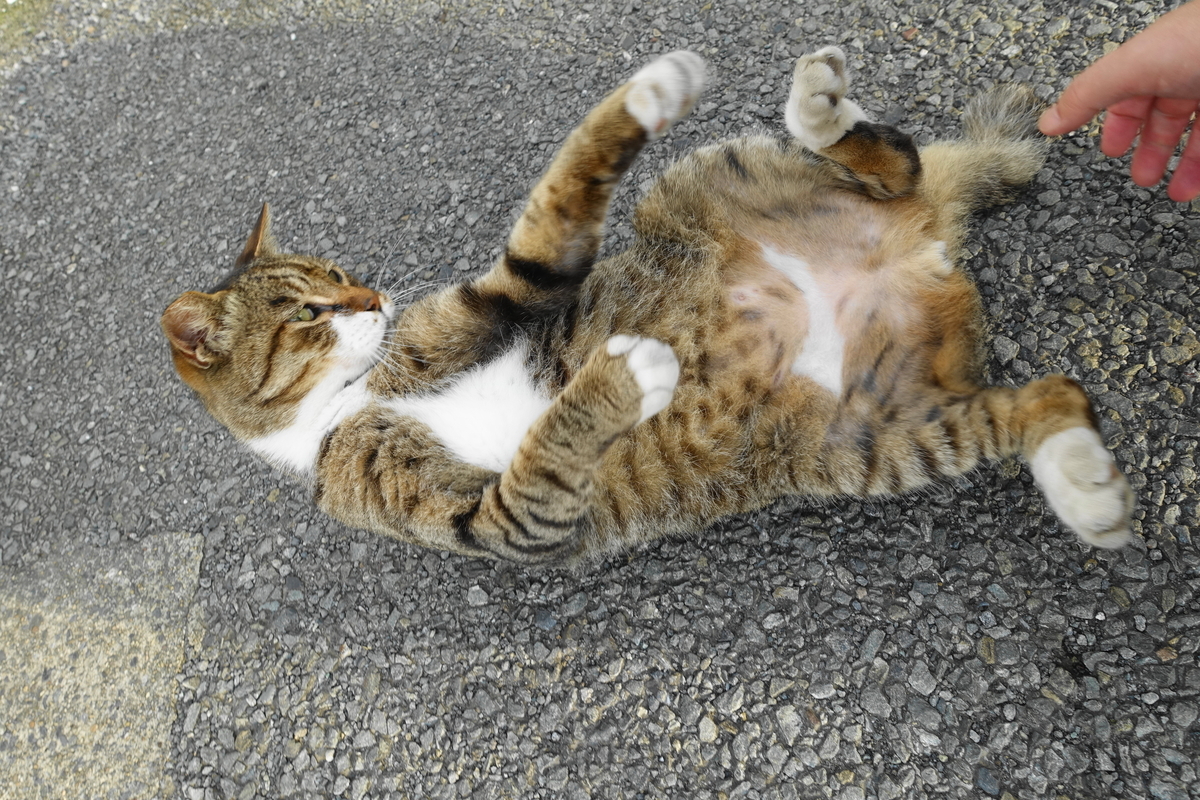 f:id:shigeo-t:20200809110727j:plain f:id:shigeo-t:20200809110727j:plain