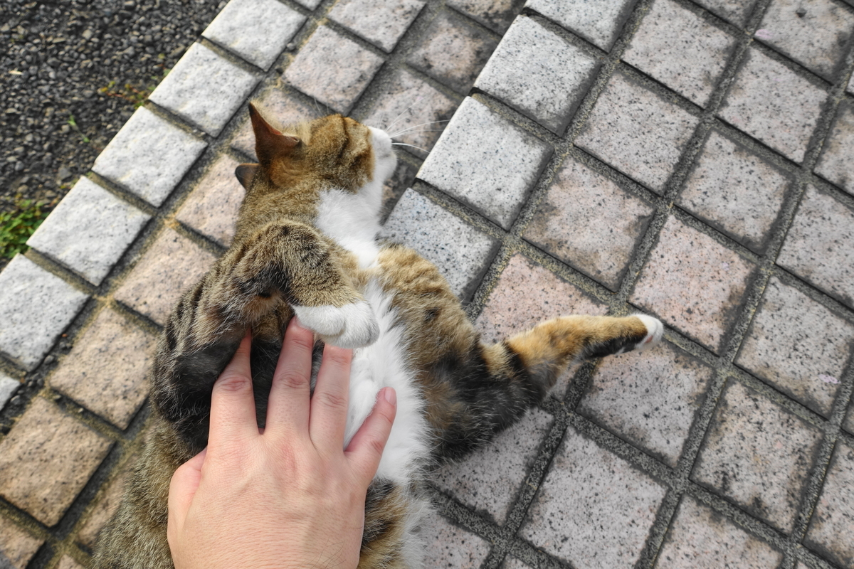 f:id:shigeo-t:20200809111131j:plain f:id:shigeo-t:20200809111131j:plain