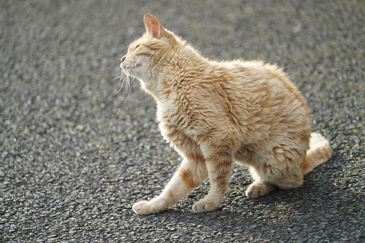 f:id:shigeo-t:20200809111435j:plain f:id:shigeo-t:20200809111435j:plain