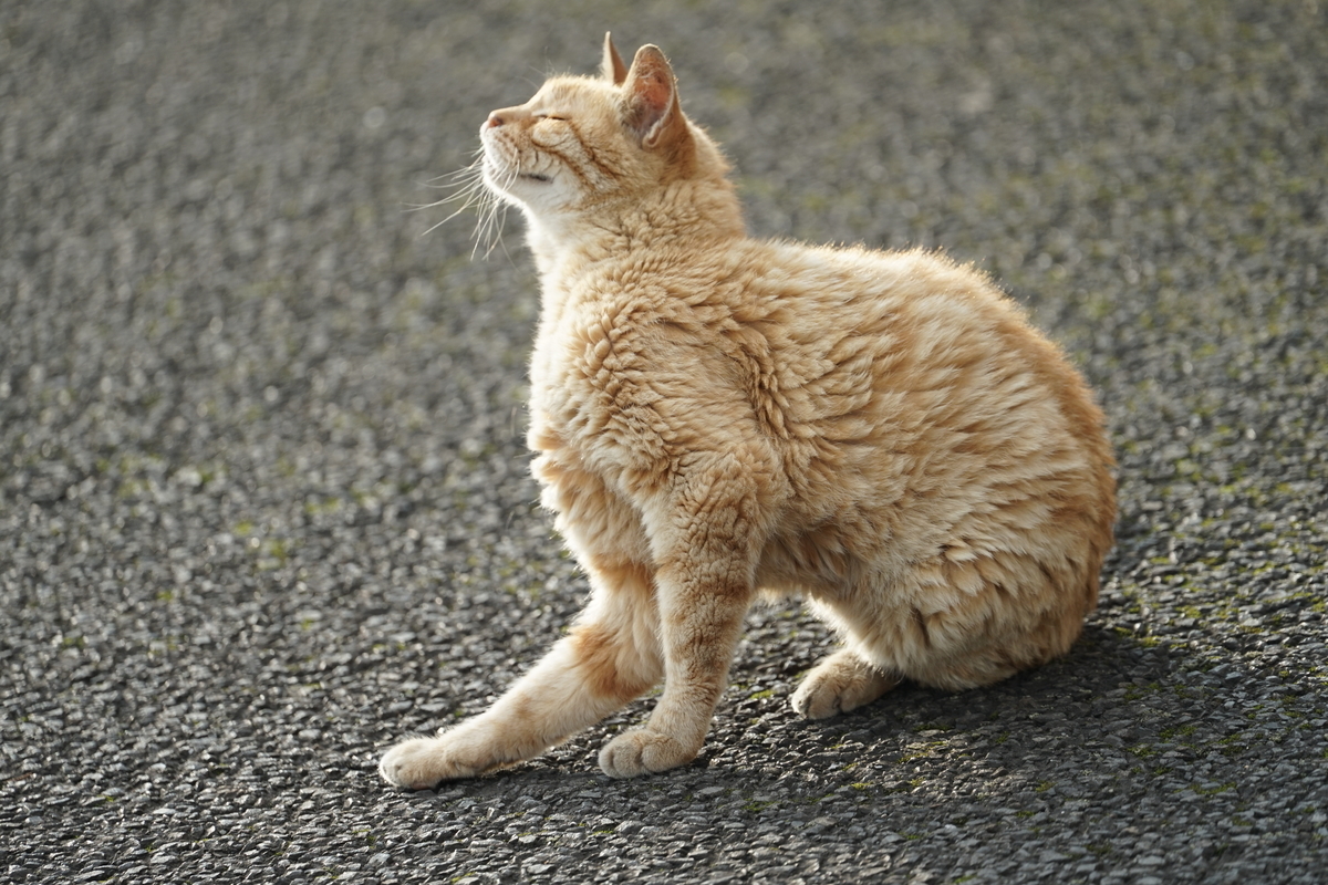 f:id:shigeo-t:20200809111441j:plain f:id:shigeo-t:20200809111441j:plain