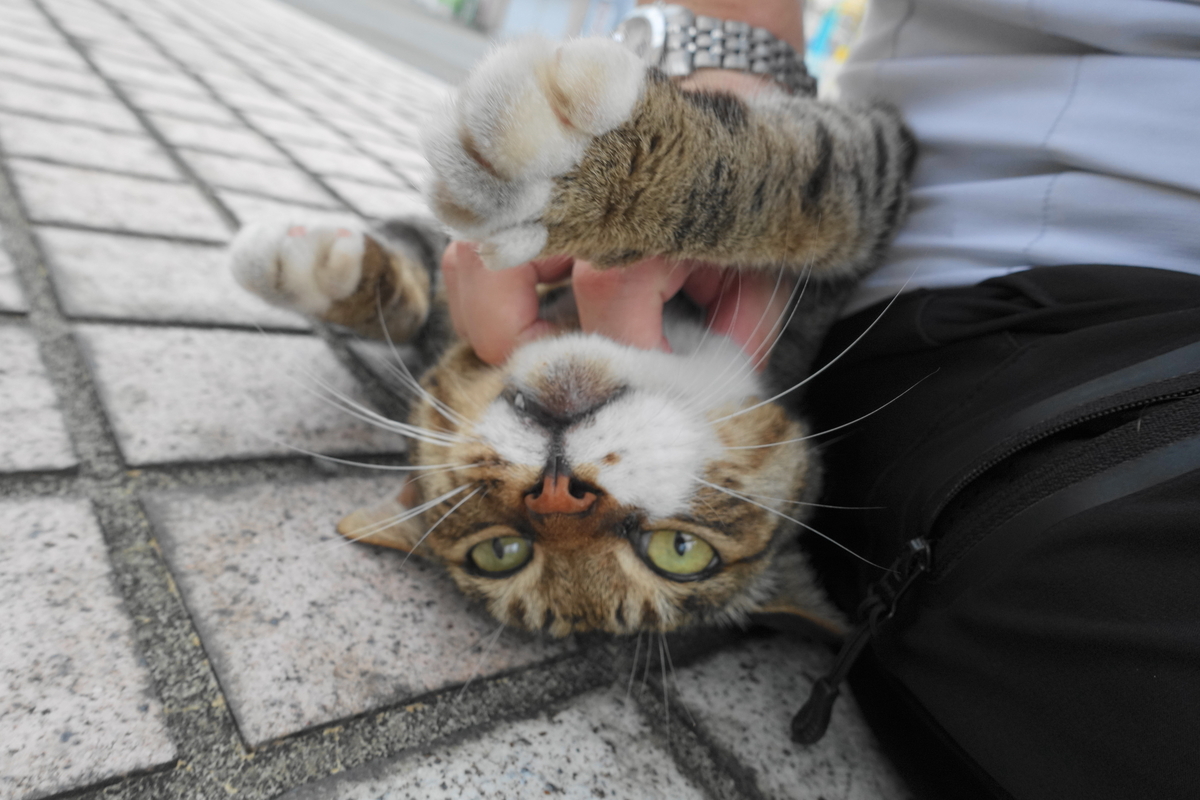 f:id:shigeo-t:20200810090614j:plain