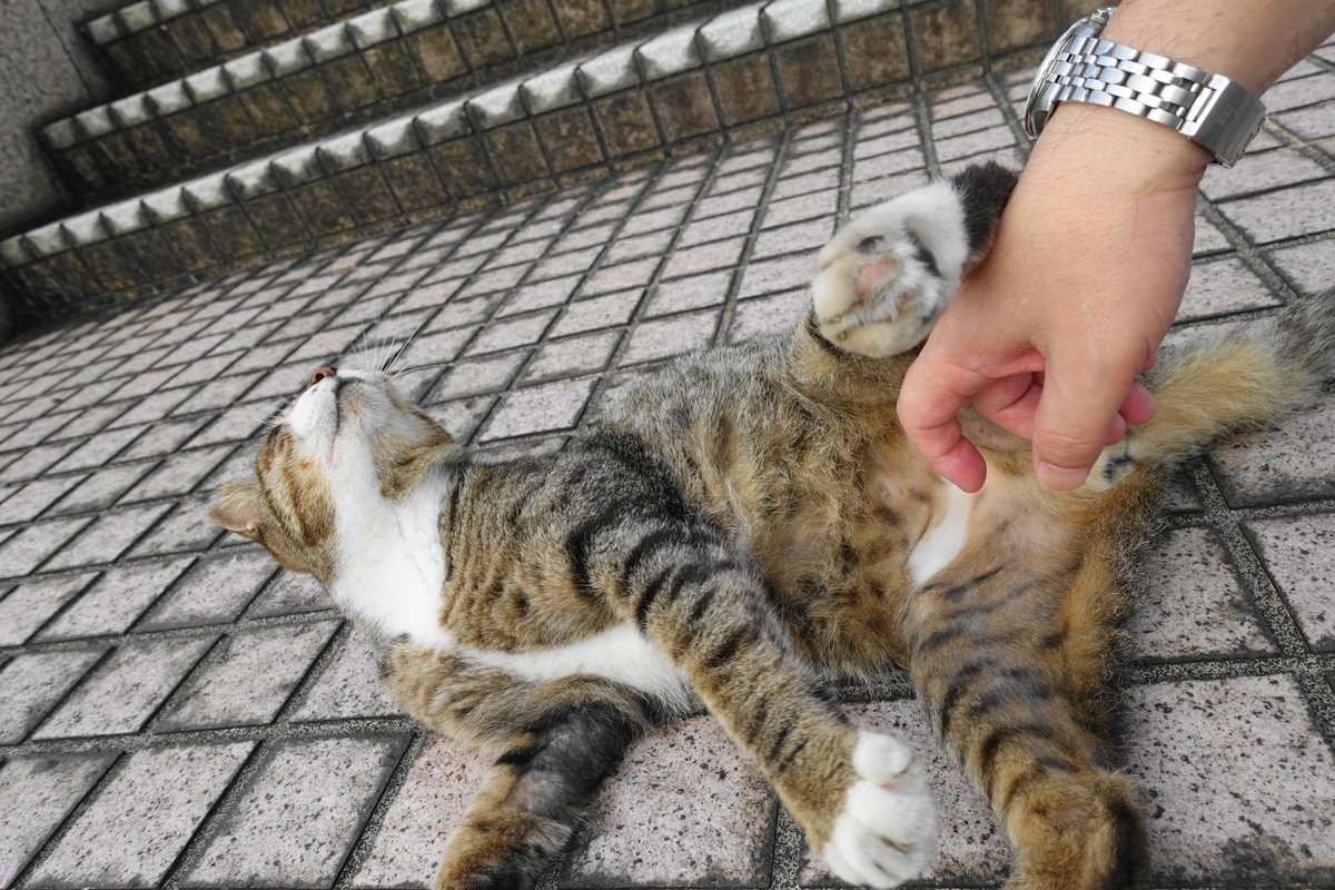 f:id:shigeo-t:20200810092357j:plain