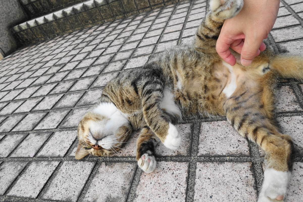 f:id:shigeo-t:20200810092408j:plain