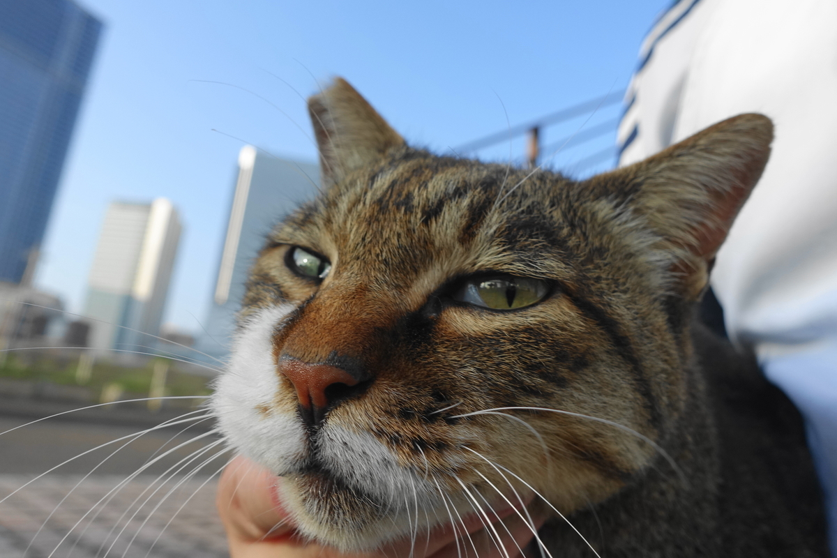 f:id:shigeo-t:20200810093128j:plain