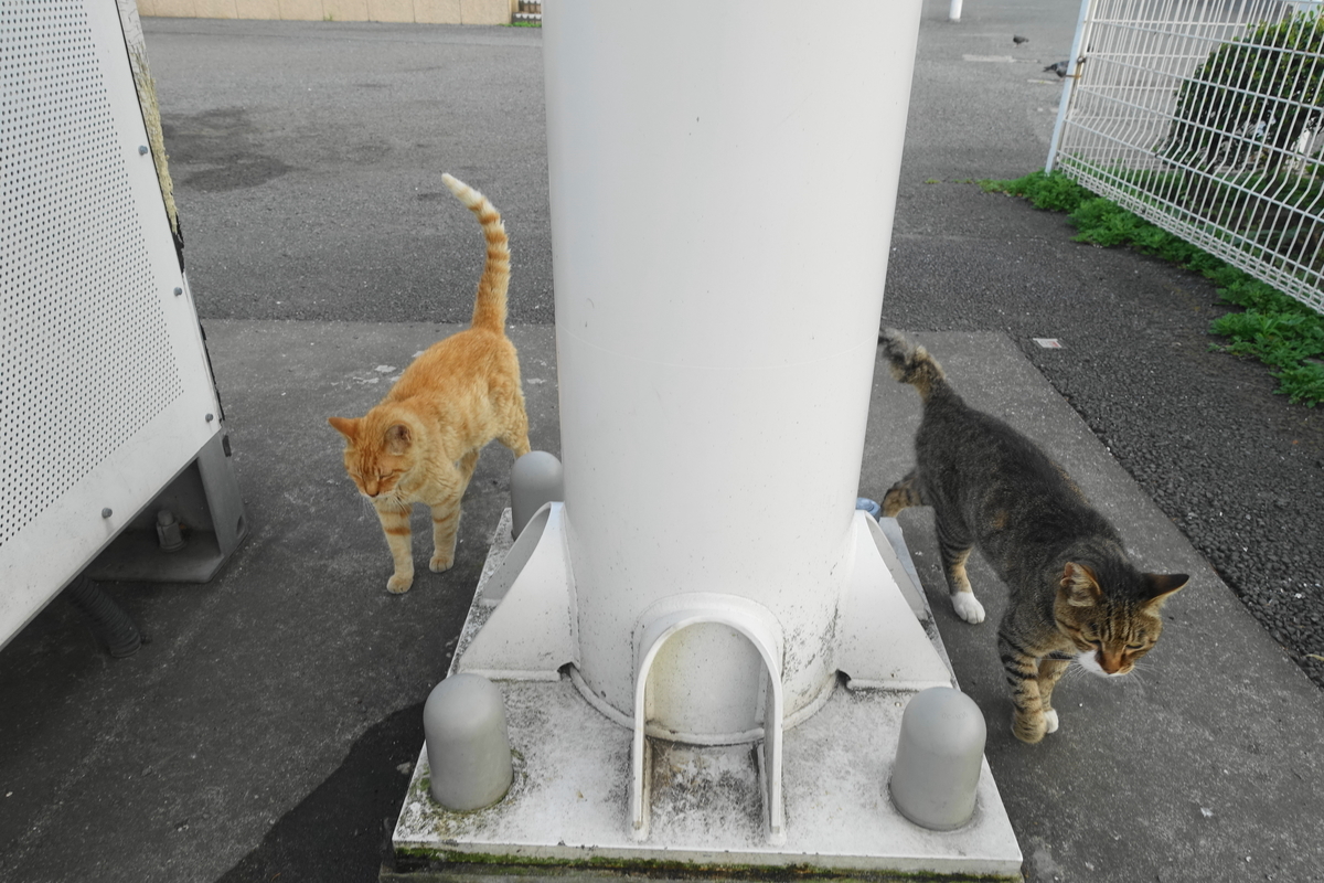 f:id:shigeo-t:20200810093728j:plain