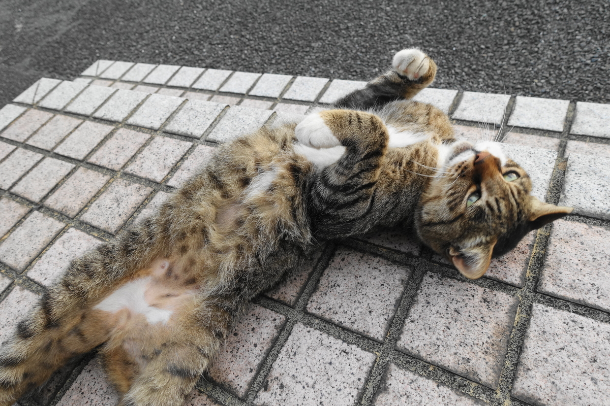 f:id:shigeo-t:20200810093839j:plain