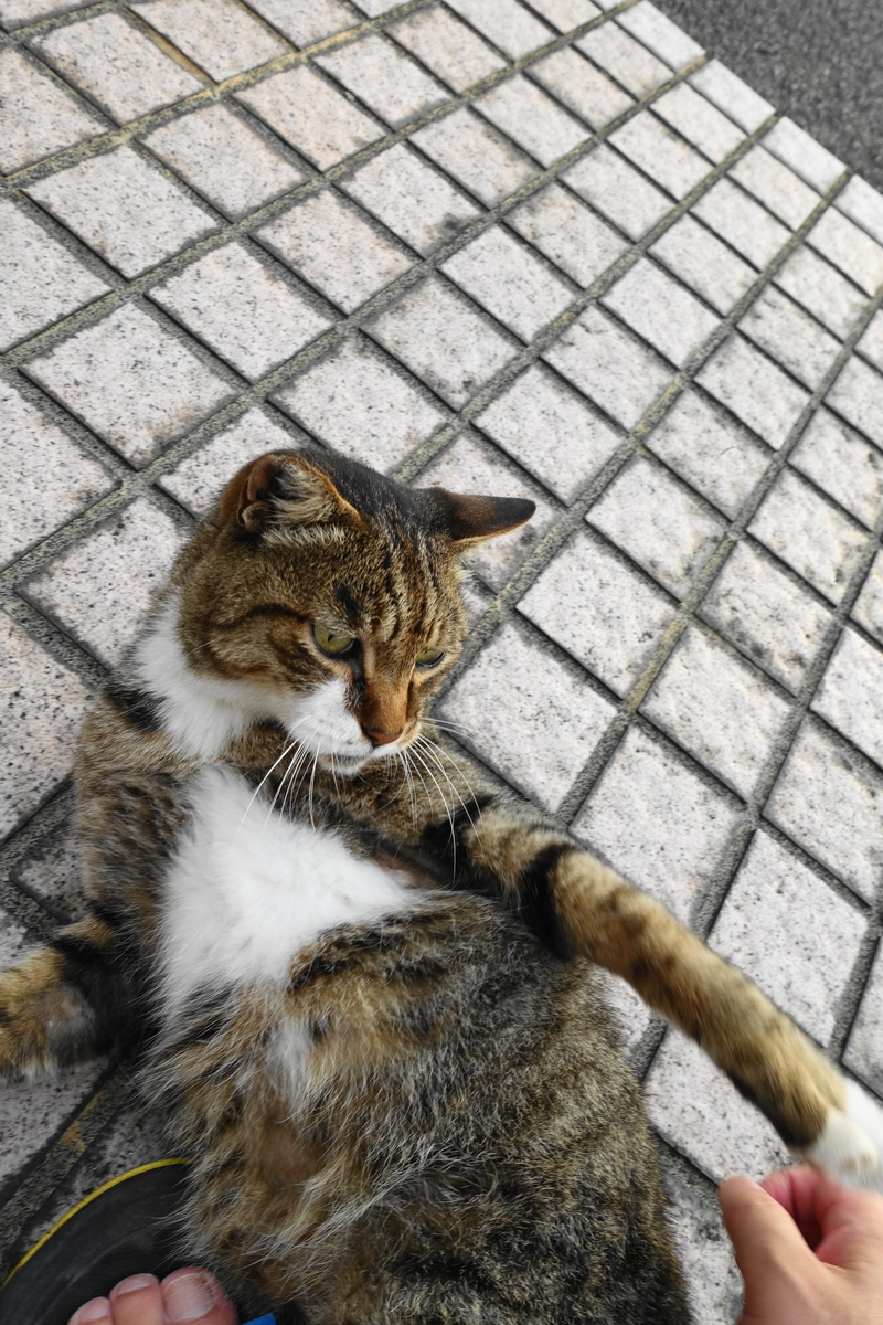 f:id:shigeo-t:20200814092651j:plain f:id:shigeo-t:20200814092651j:plain