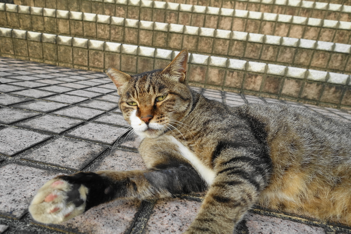 f:id:shigeo-t:20200814093301j:plain f:id:shigeo-t:20200814093301j:plain