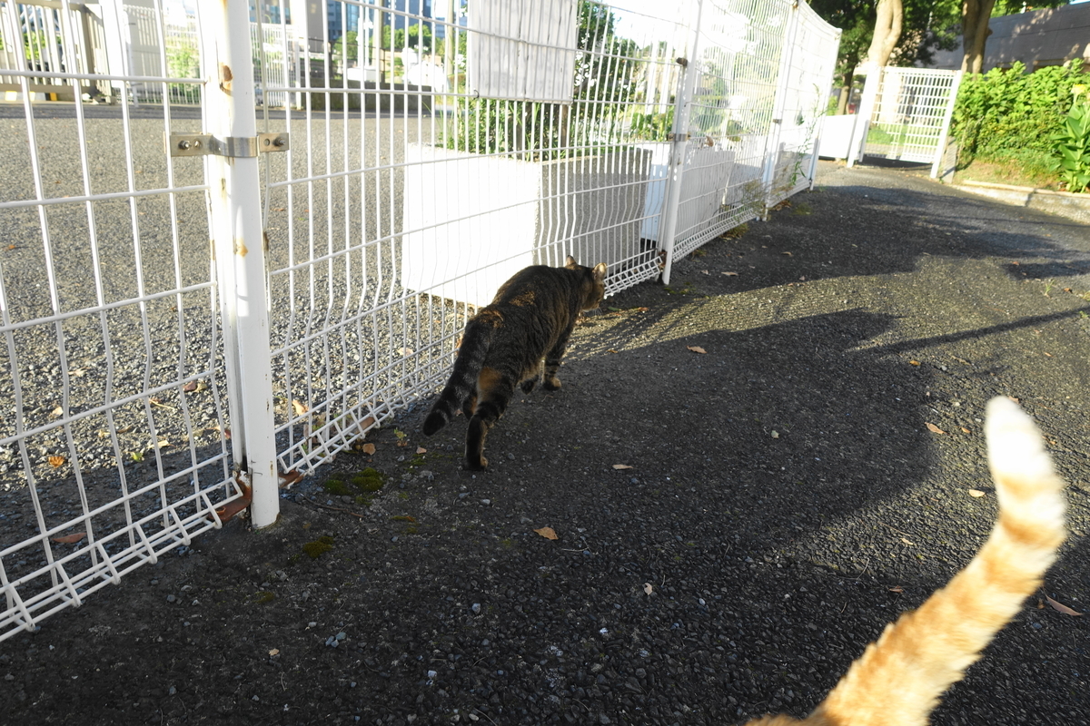 f:id:shigeo-t:20200814094021j:plain f:id:shigeo-t:20200814094021j:plain