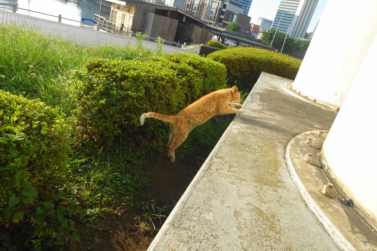 f:id:shigeo-t:20200816091940j:plain f:id:shigeo-t:20200816091940j:plain
