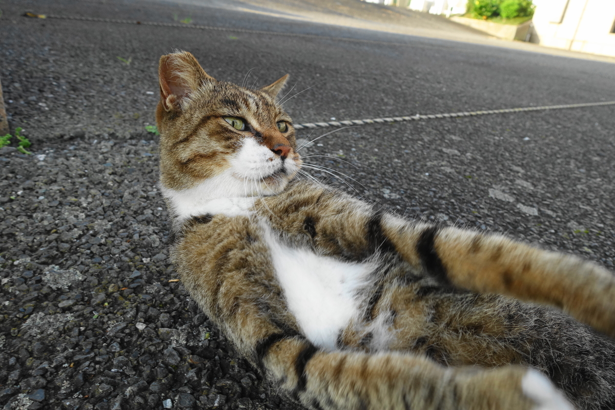 f:id:shigeo-t:20200816094003j:plain f:id:shigeo-t:20200816094003j:plain