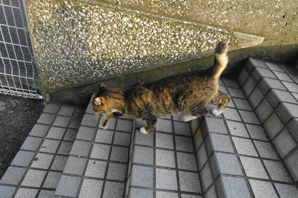 f:id:shigeo-t:20200816100048j:plain f:id:shigeo-t:20200816100048j:plain