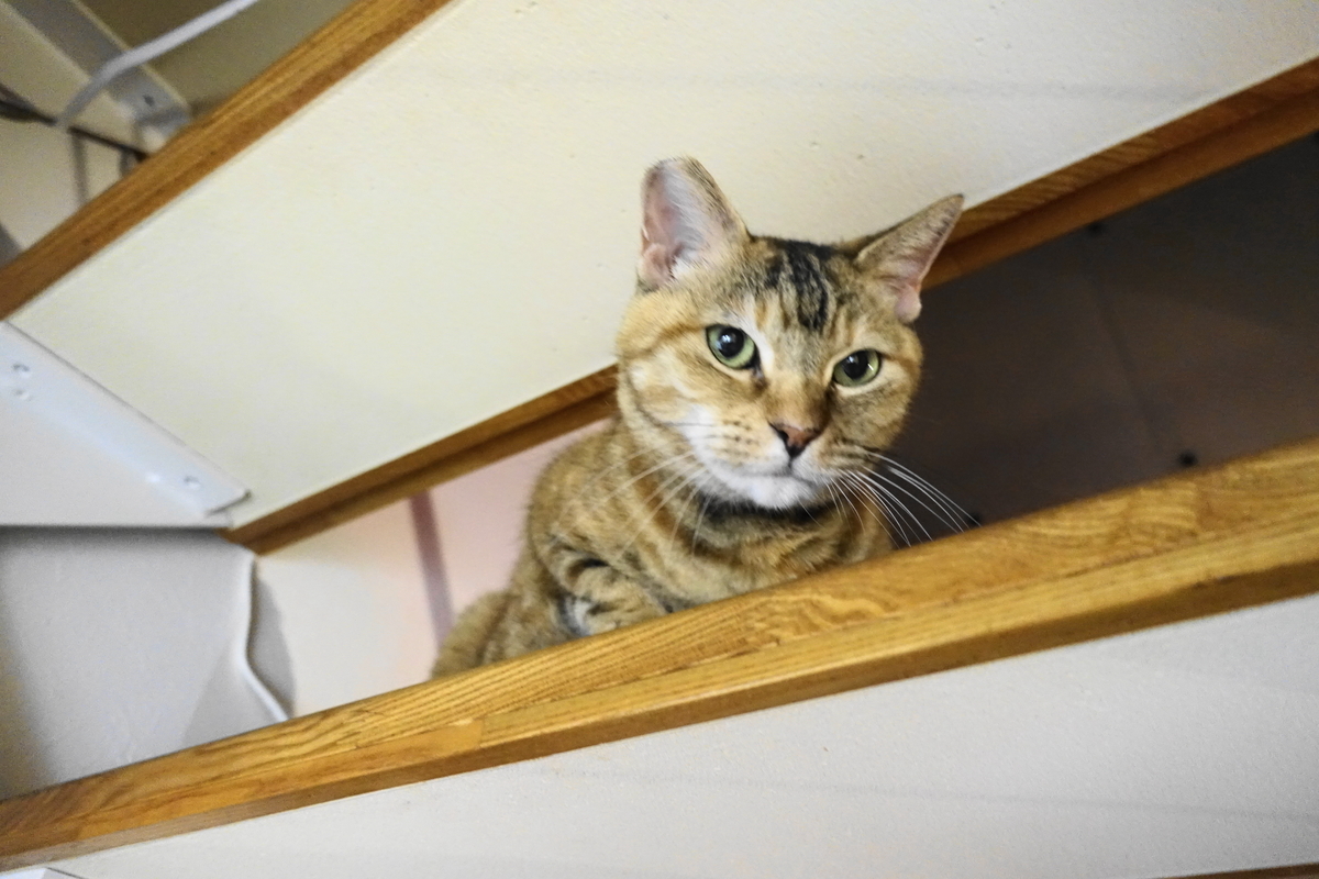 f:id:shigeo-t:20200820095445j:plain