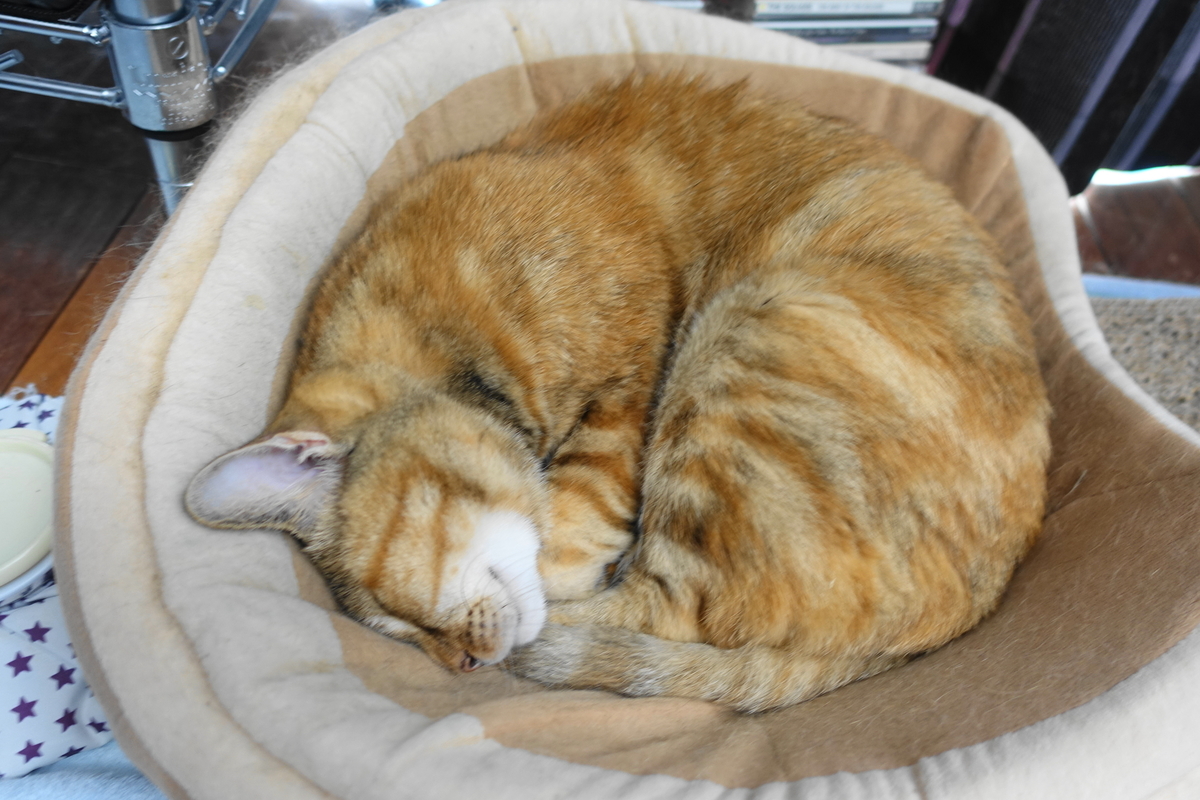 f:id:shigeo-t:20200820100230j:plain