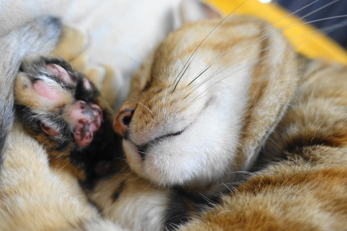 f:id:shigeo-t:20200820100312j:plain