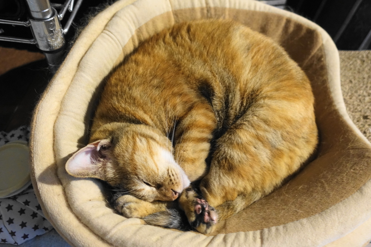 f:id:shigeo-t:20200820100416j:plain