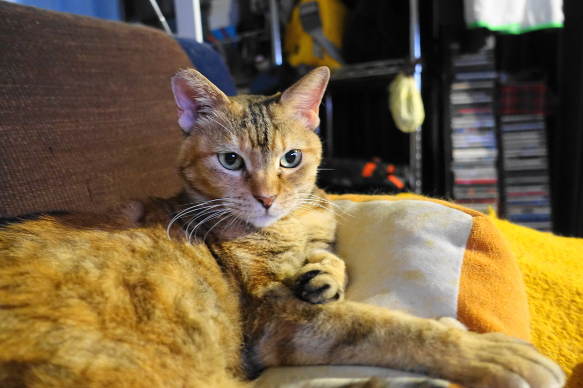 f:id:shigeo-t:20200820100518j:plain