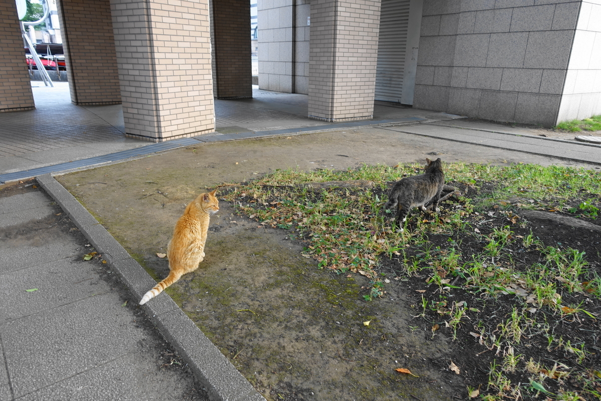 f:id:shigeo-t:20200823105108j:plain f:id:shigeo-t:20200823105108j:plain