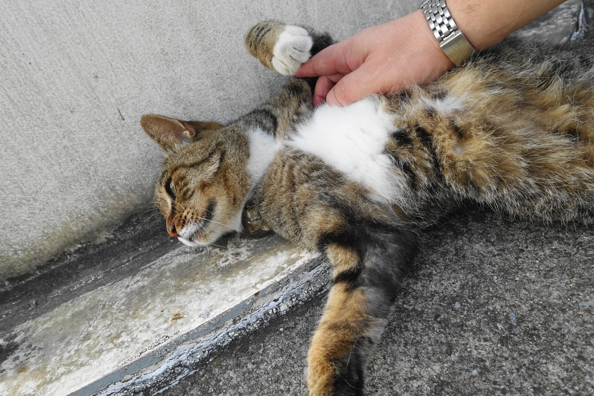 f:id:shigeo-t:20200826092045j:plain f:id:shigeo-t:20200826092045j:plain