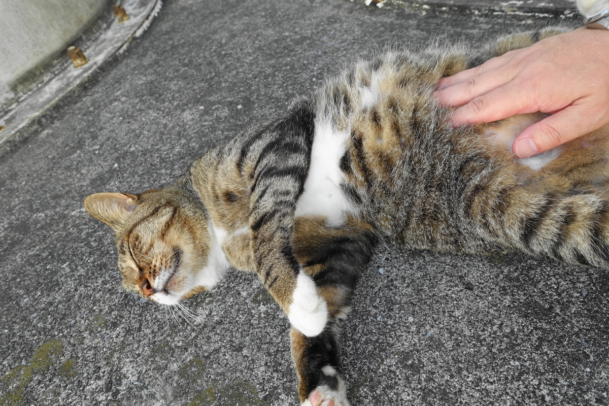 f:id:shigeo-t:20200828091832j:plain