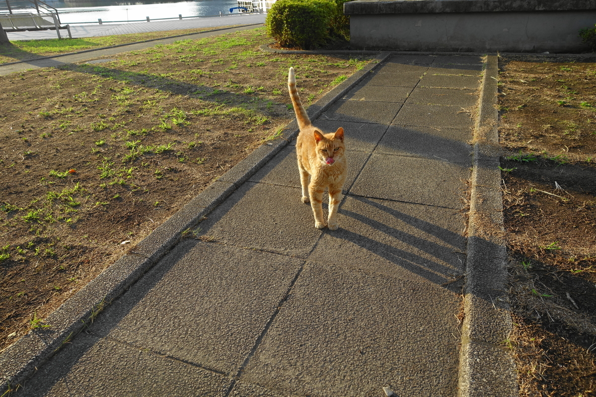 f:id:shigeo-t:20200828092549j:plain