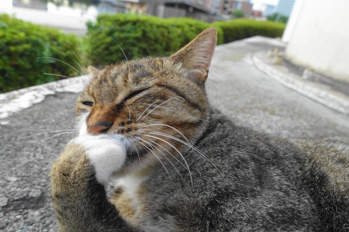 f:id:shigeo-t:20200831092107j:plain