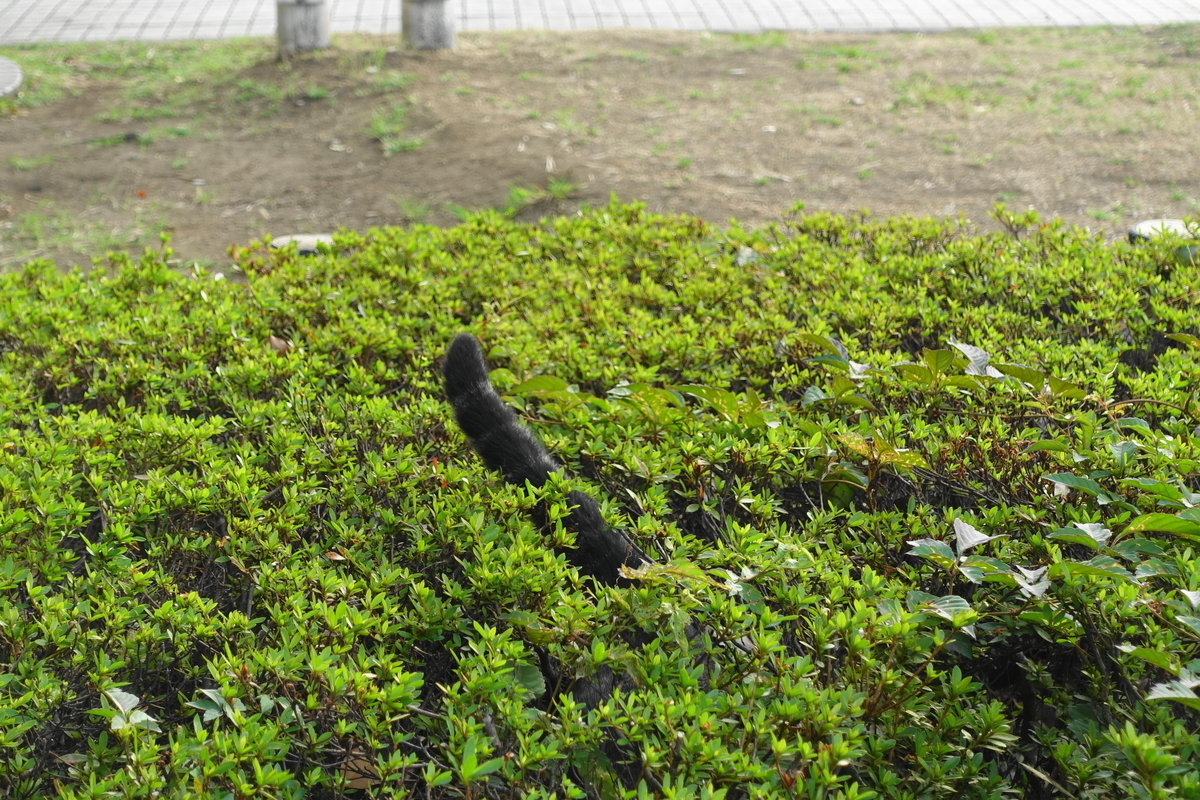 f:id:shigeo-t:20200831092516j:plain