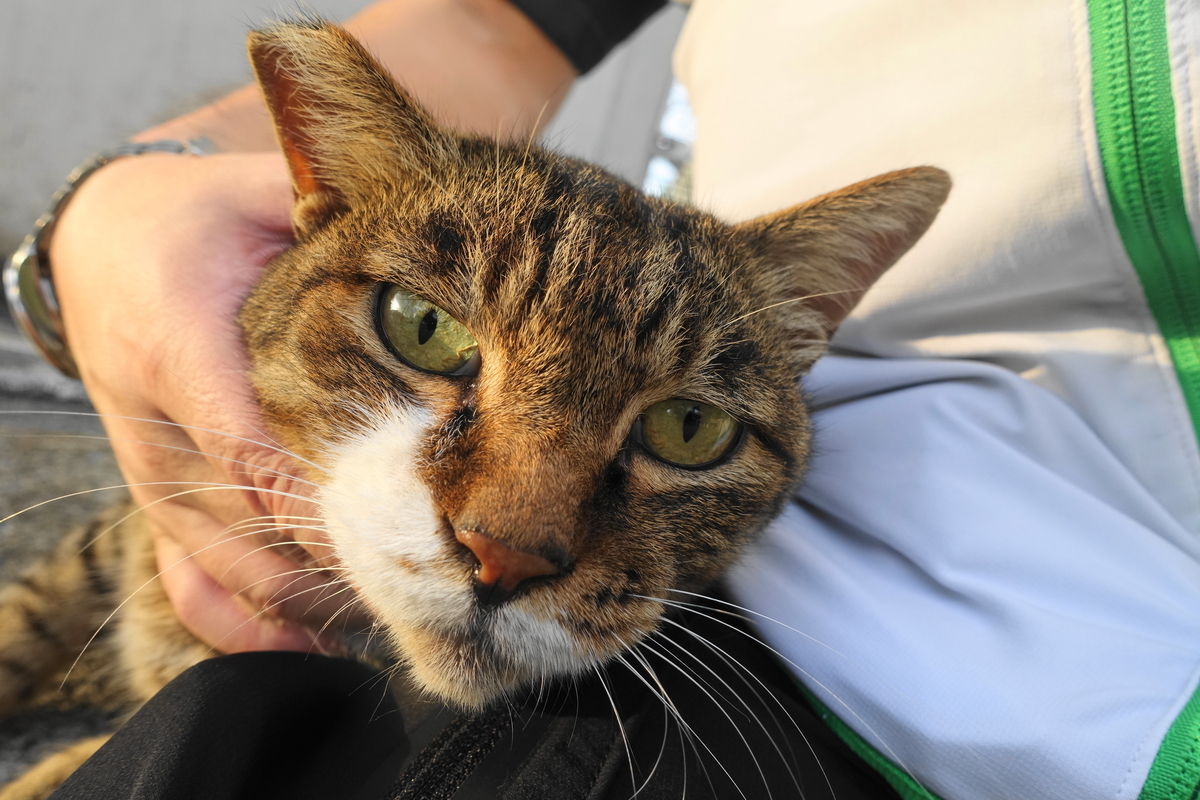 f:id:shigeo-t:20200831095221j:plain