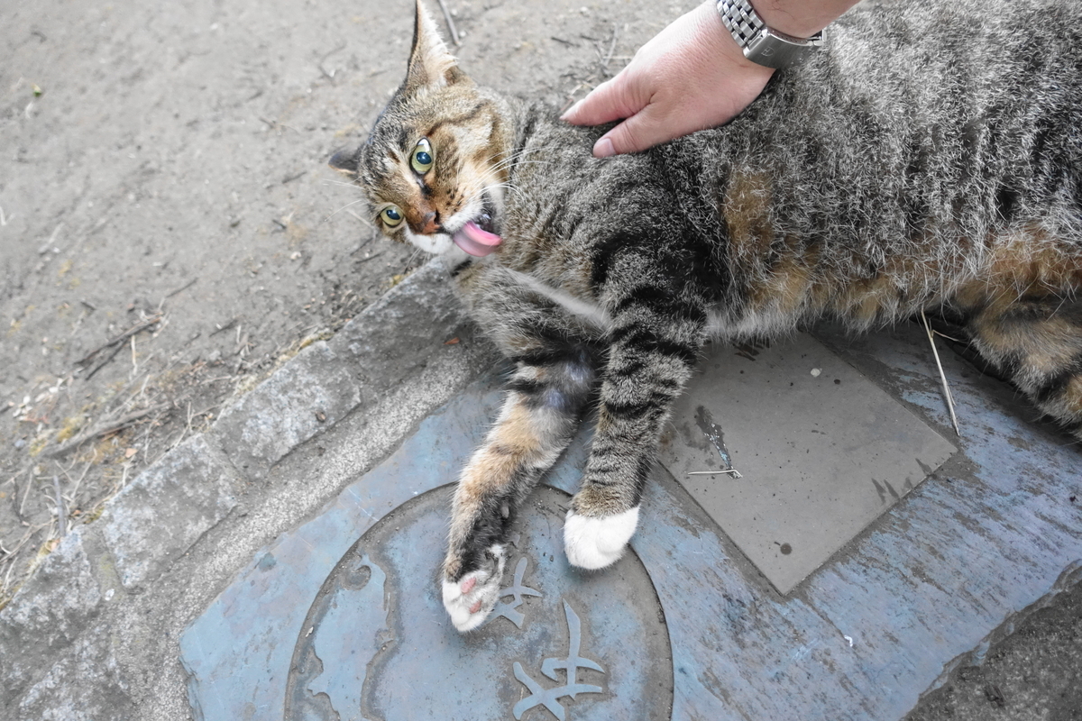 f:id:shigeo-t:20200909102108j:plain