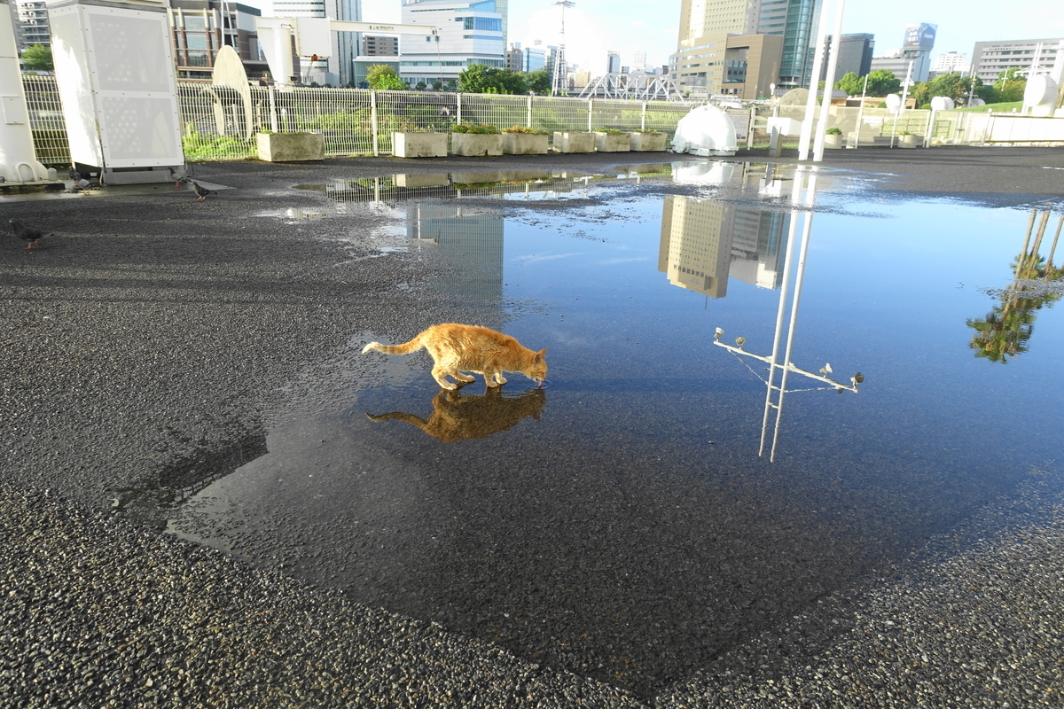 f:id:shigeo-t:20200909102746j:plain