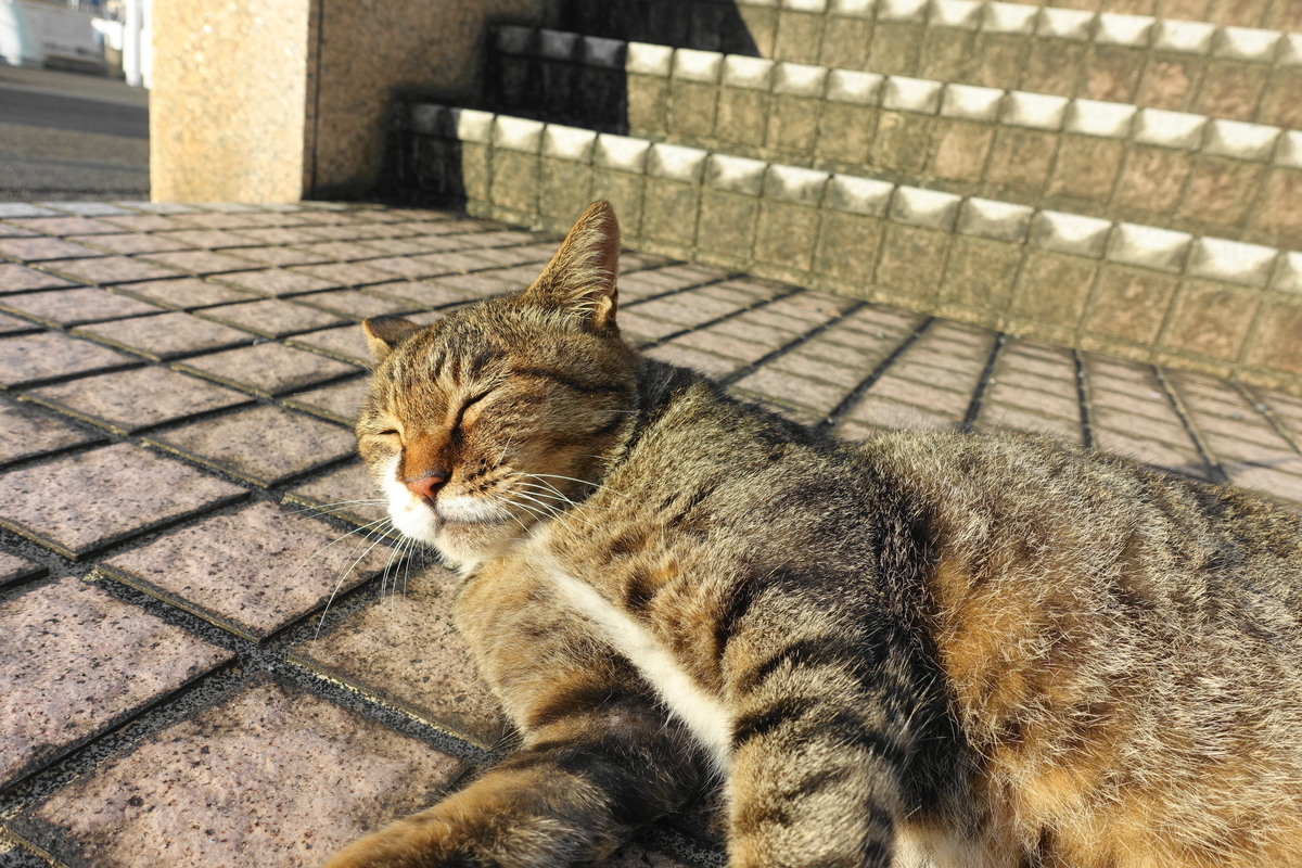 f:id:shigeo-t:20200909103318j:plain