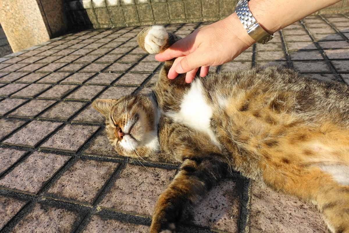 f:id:shigeo-t:20200909103333j:plain