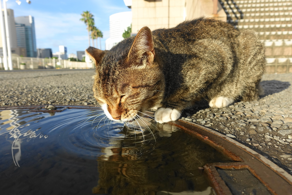 f:id:shigeo-t:20200909103625j:plain