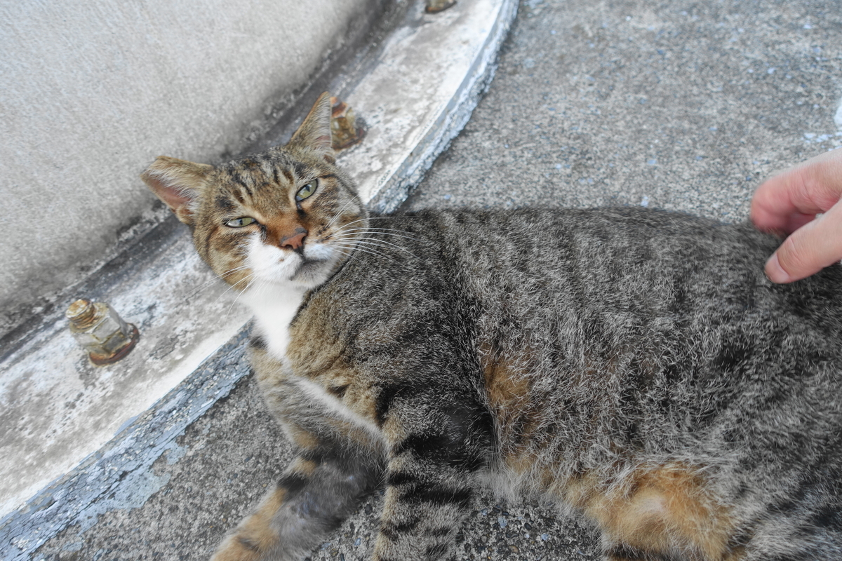 f:id:shigeo-t:20200913102411j:plain f:id:shigeo-t:20200913102411j:plain