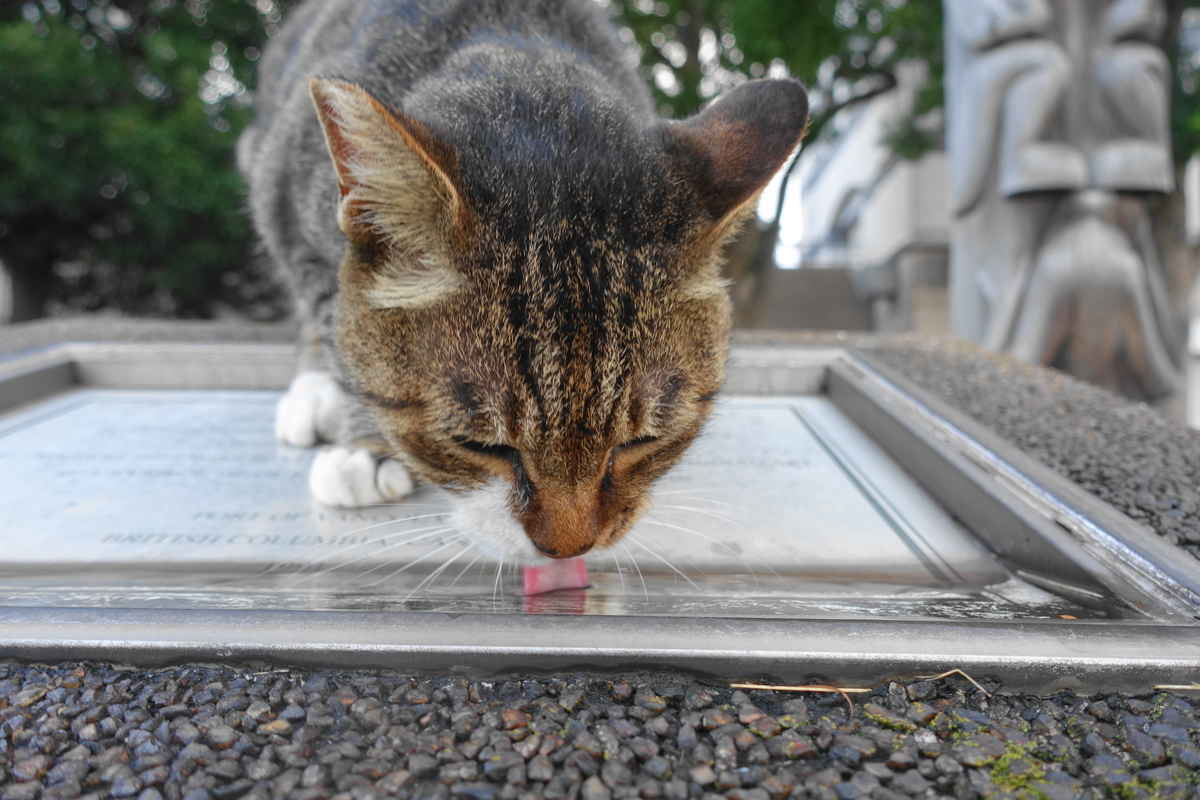 f:id:shigeo-t:20200913102831j:plain f:id:shigeo-t:20200913102831j:plain