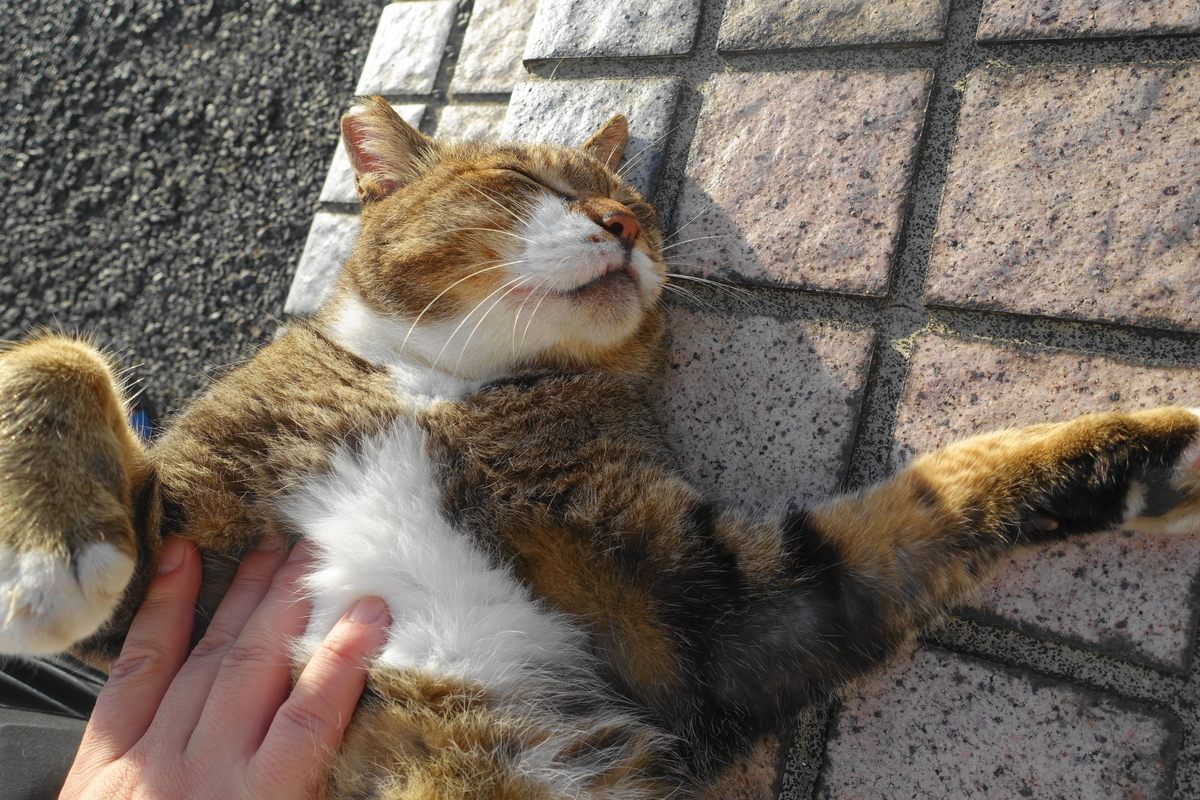 f:id:shigeo-t:20200913103439j:plain f:id:shigeo-t:20200913103439j:plain